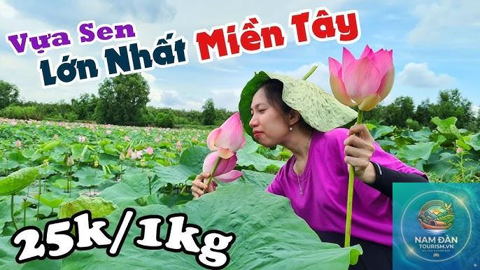 đồng sen tân lập - Hình 2