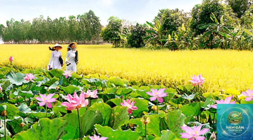đồng sen tân lập - Hình 4