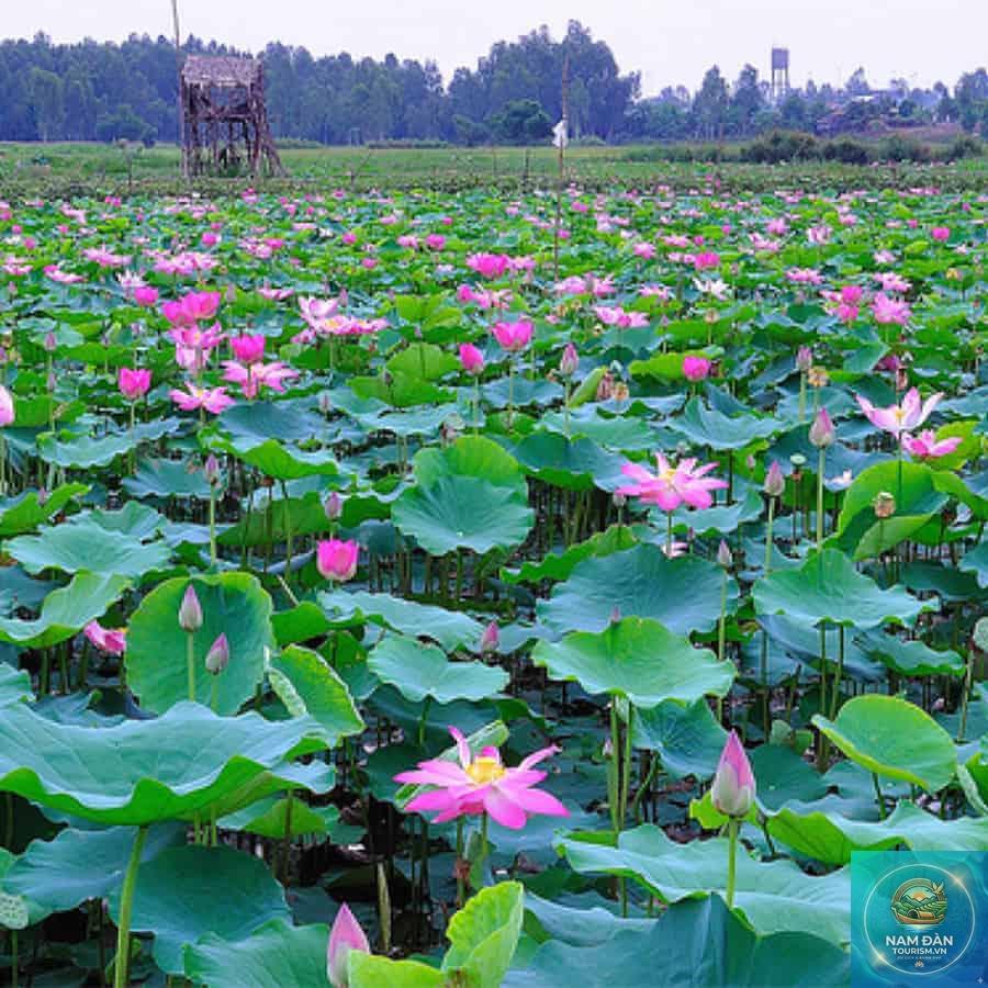 đồng sen tân lập - Hình 5