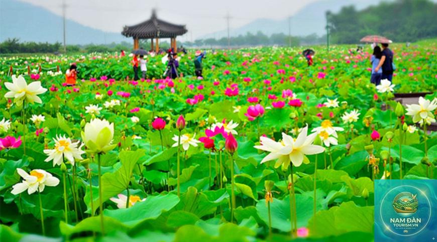 đồng sen tân lập - Hình 1