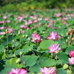 đồng sen tháp mười