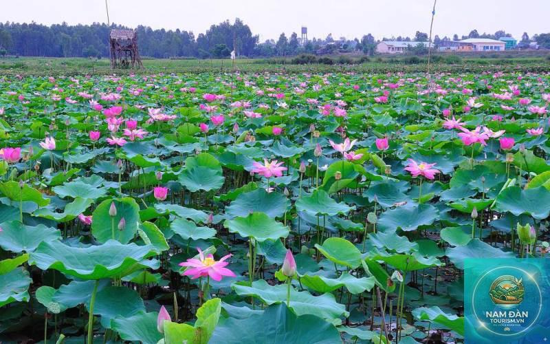 đồng sen tháp mười - Hình 3