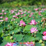 đồng sen tháp mười tiền giang