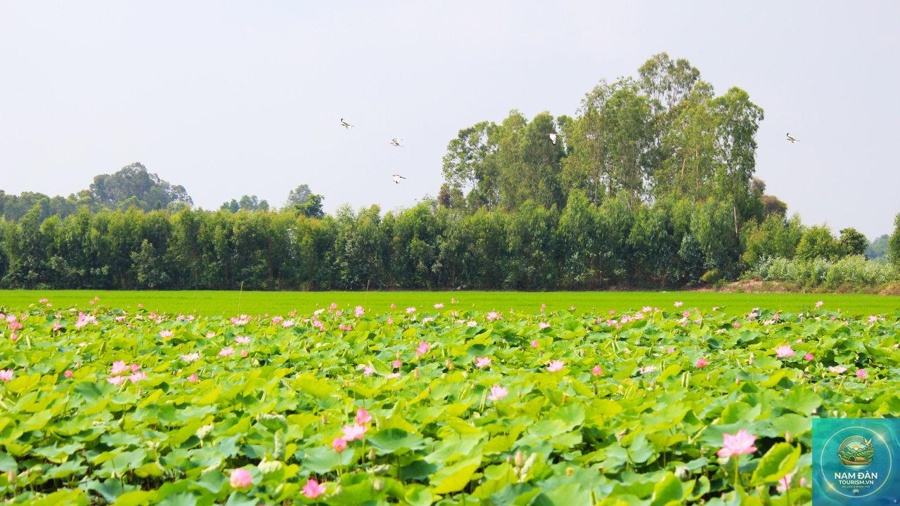 đồng sen tháp mười tiền giang - Hình 3