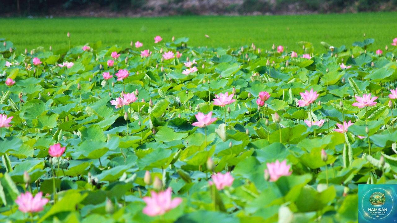 đồng sen tháp mười tiền giang - Hình 5