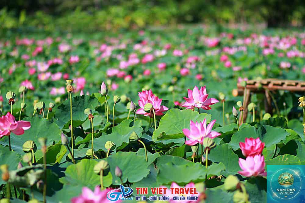 đồng sen tháp mười tiền giang