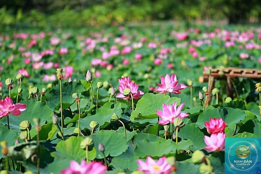 đồng sen tháp mười