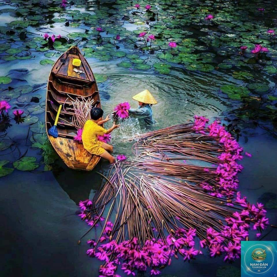 du lịch an giang mùa nước nổi - Hình 4