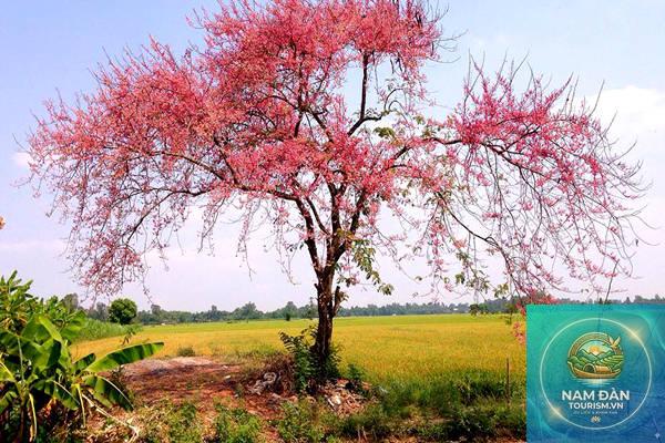 du lịch an giang tháng 3