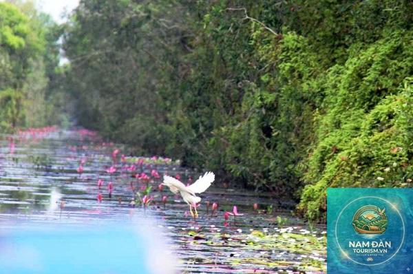 du lịch long an mùa nước nổi - Hình 3