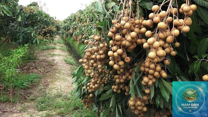 du lịch miệt vườn bạc liêu - Hình 3