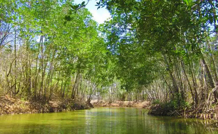 du lịch sinh thái trà vinh - Hình 4
