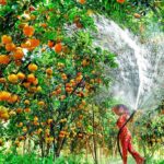 du lịch vĩnh long mùa trái cây