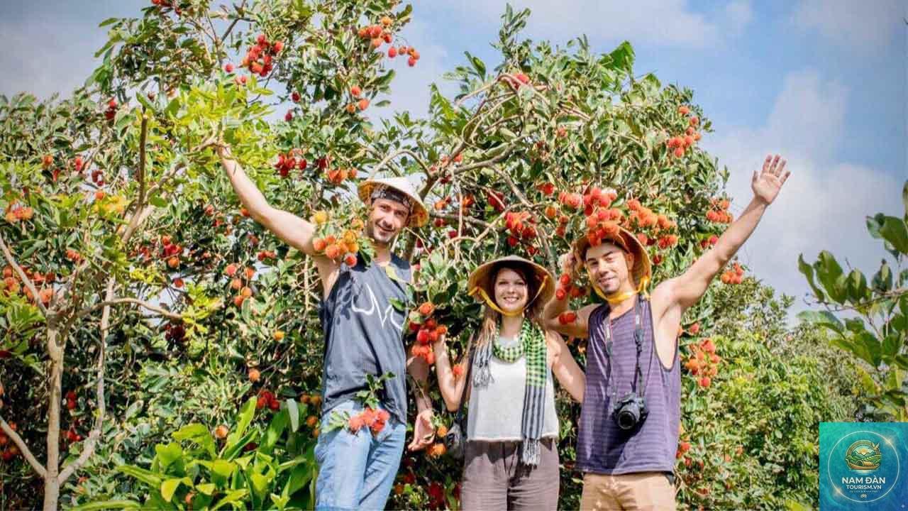 du lịch vĩnh long mùa trái cây - Hình 2