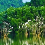 Khám phá hồ cảnh quan Bến Tre: Vẻ đẹp sông nước và không gian xanh giữa miền Tây hồ cảnh quan bến tre