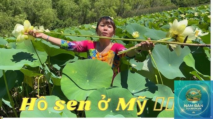 hồ sen long mỹ - Hình 3
