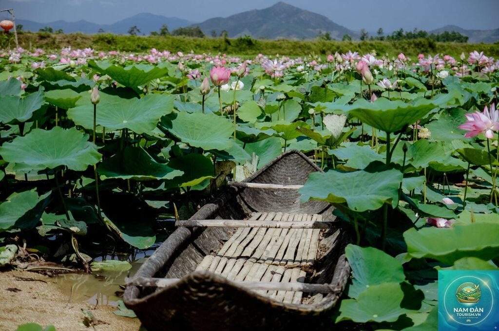 hồ sen long mỹ - Hình 4