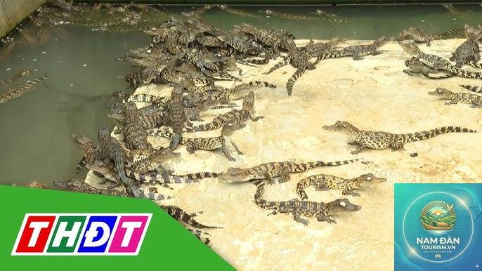 kênh tân hồng - Hình 1