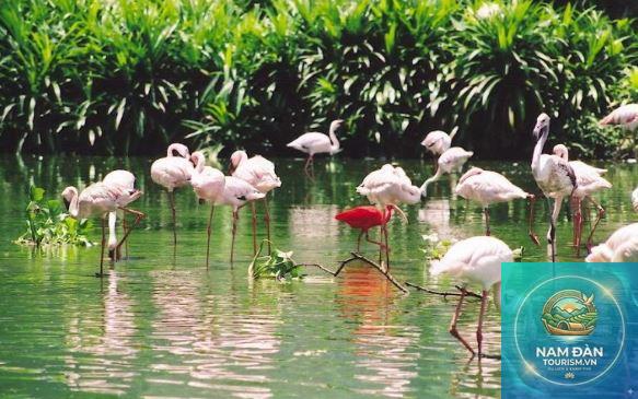 khu bảo tồn vườn chim bạc liêu - Hình 3