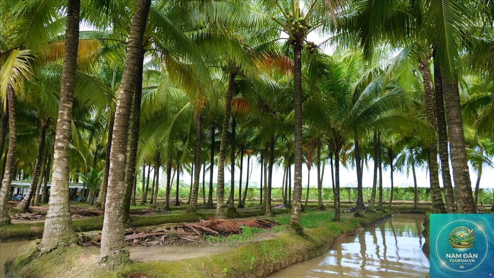 khu du lịch hương dừa - Hình 3