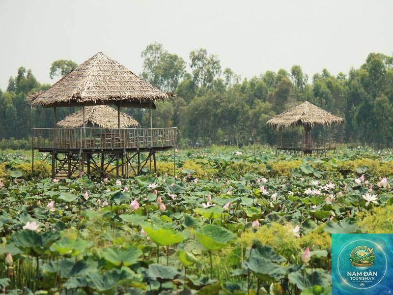 khu du lịch sinh thái đồng sen tháp mười - Hình 3