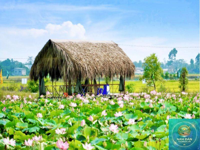 khu du lịch sinh thái đồng sen tháp mười - Hình 4