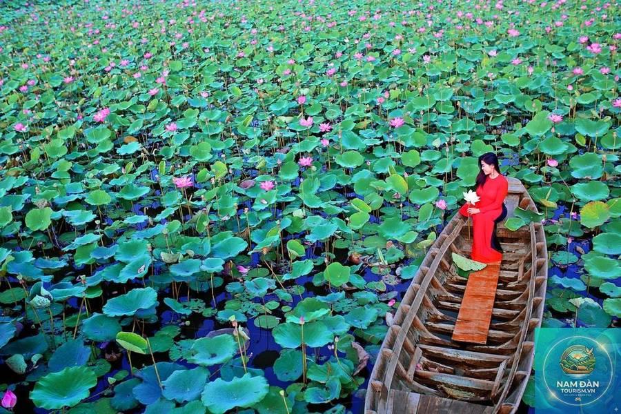 khu du lịch sinh thái đồng sen tháp mười - Hình 5