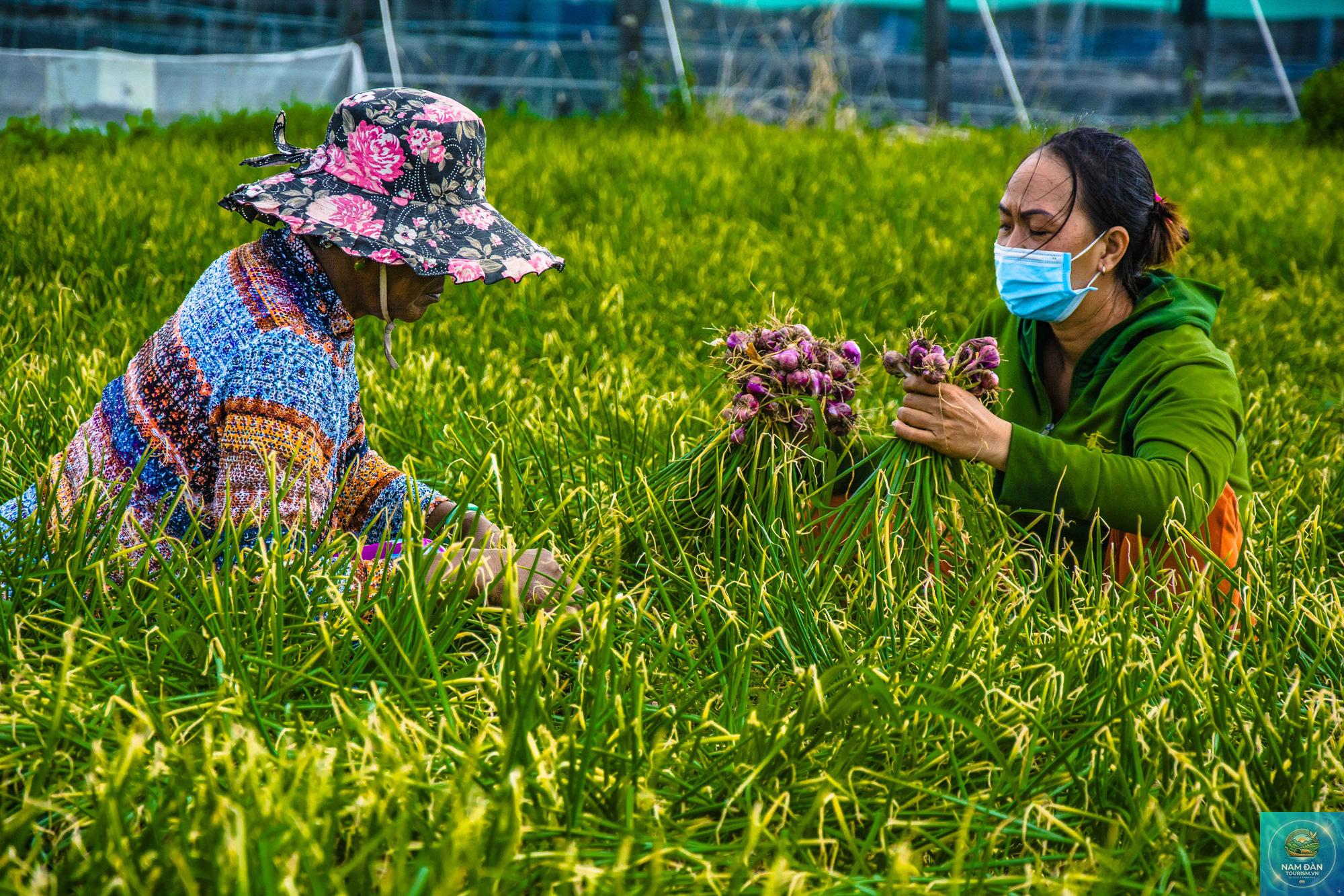 khu nông nghiệp vĩnh châu - Hình 4