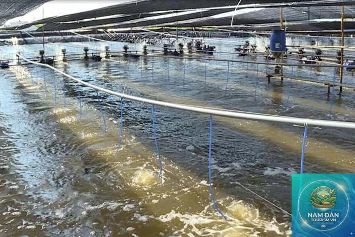 khu nuôi tôm công nghệ cao sóc trăng - Hình 4
