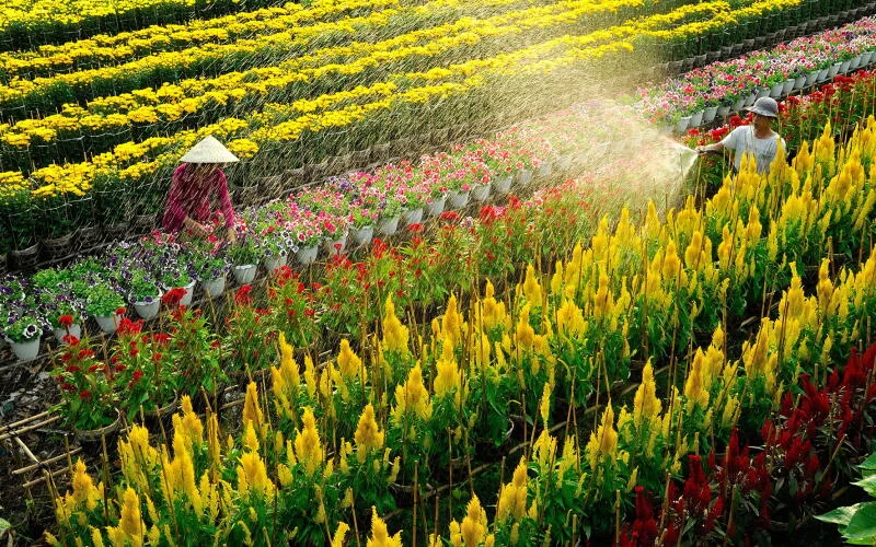 khu phố hoa sa đéc - Hình 4
