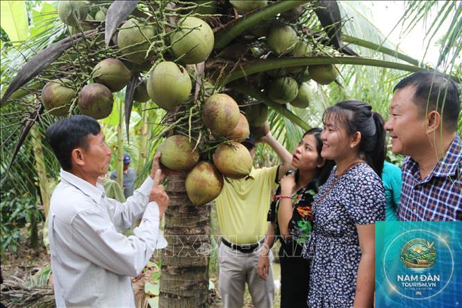 làng dừa sáp cầu kè - Hình 3
