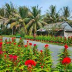 Khám phá tinh hoa làng hoa kiểng Cái Mơn - vương quốc cây cảnh miền Tây Khám phá tinh hoa làng hoa kiểng Cái Mơn - vương quốc cây cảnh miền Tây