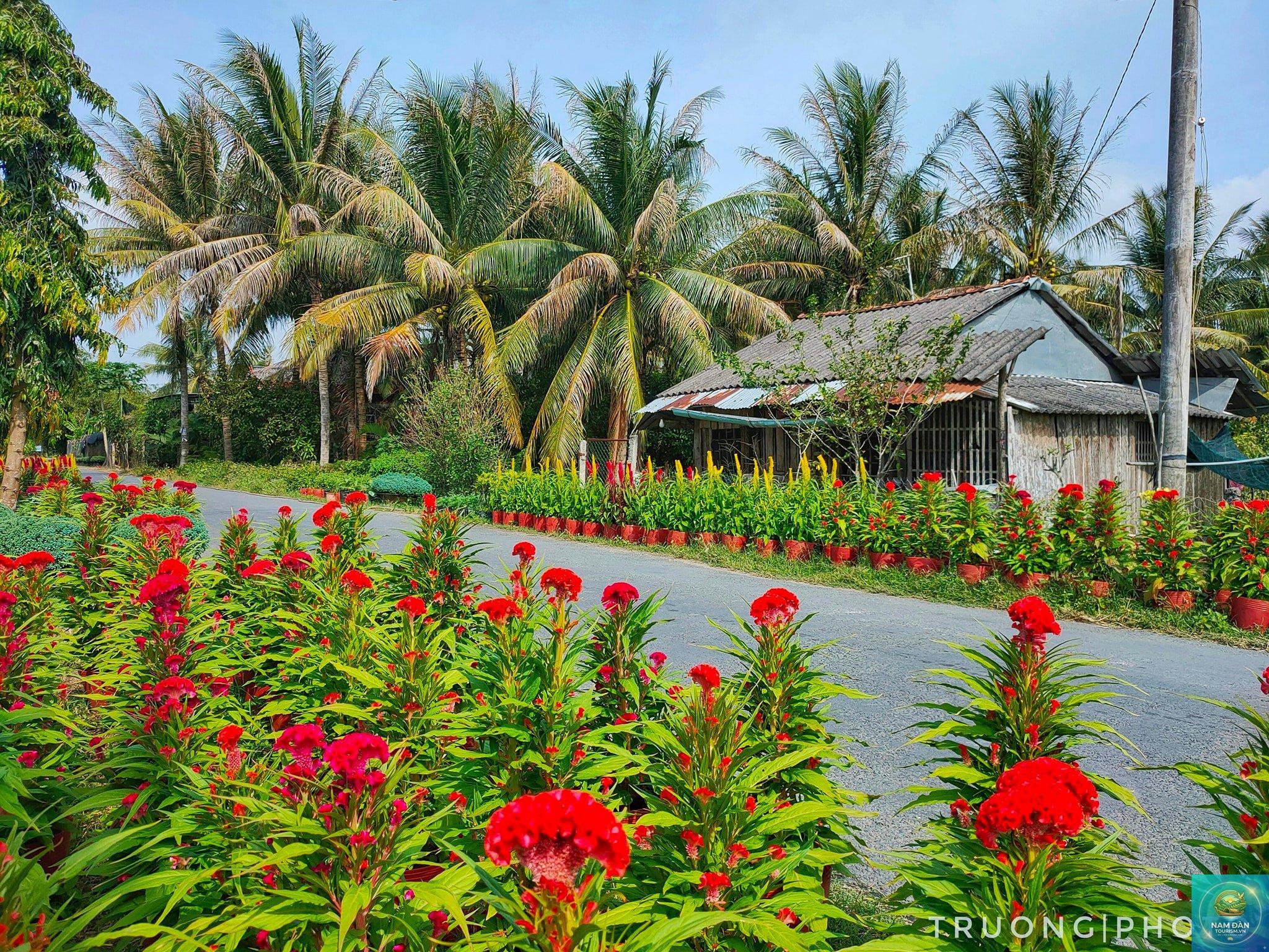 làng hoa kiểng cái mơn - Hình 4