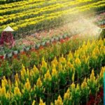 Làng hoa kiểng Sa Đéc – “Vương quốc hoa” miền Tây Nam Bộ