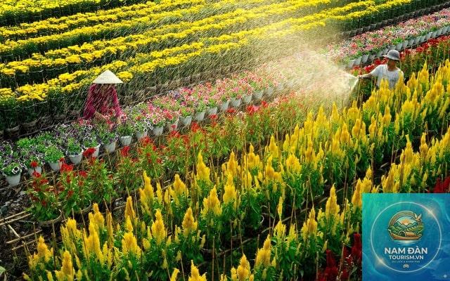 làng hoa kiểng sa đéc - Hình 3