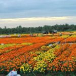 Khám phá làng nghề cây giống Chợ Lách – Vựa cây giống lớn nhất miền Tây