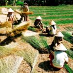 làng nghề dệt chiếu bến tre
