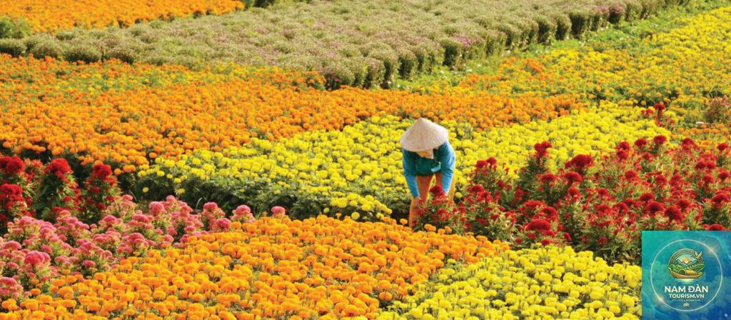 làng nghề hoa kiểng chợ lách