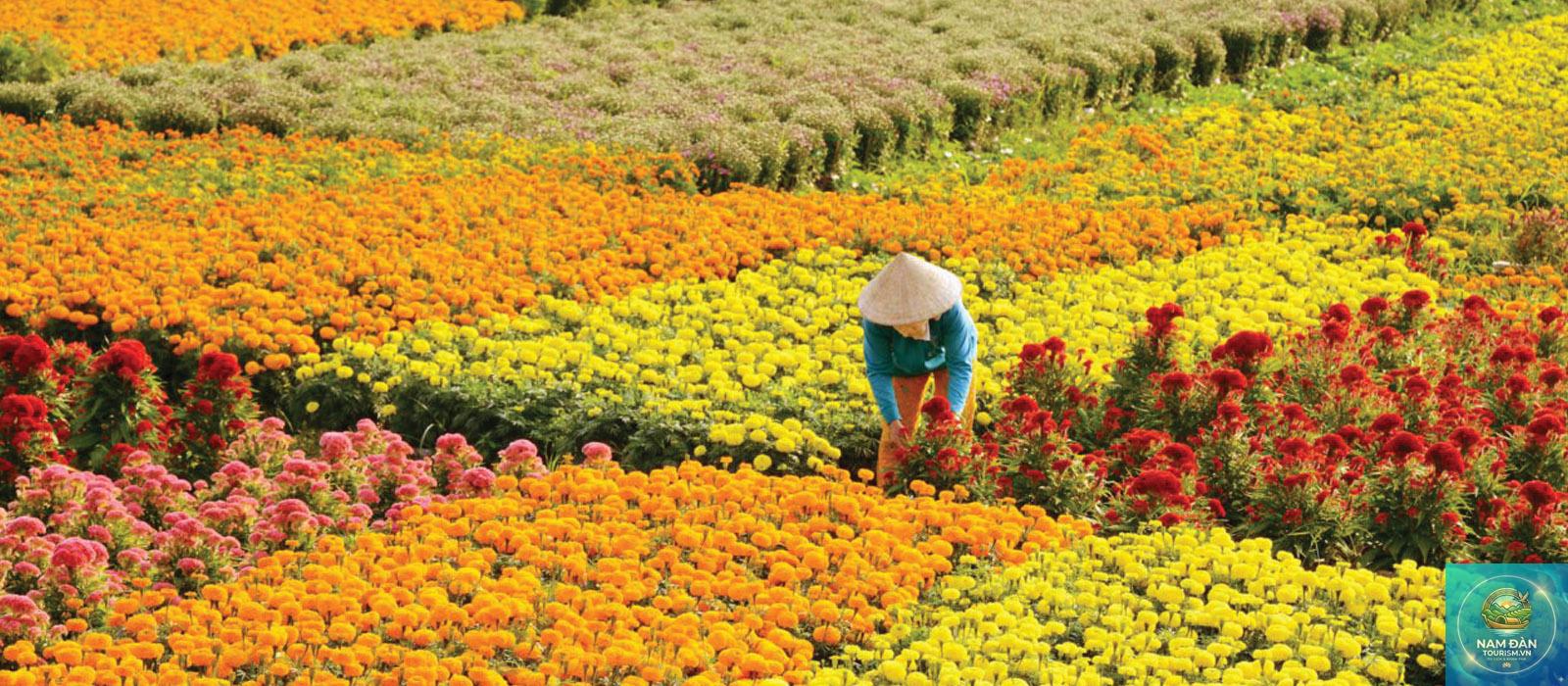 làng nghề hoa kiểng chợ lách - Hình 1