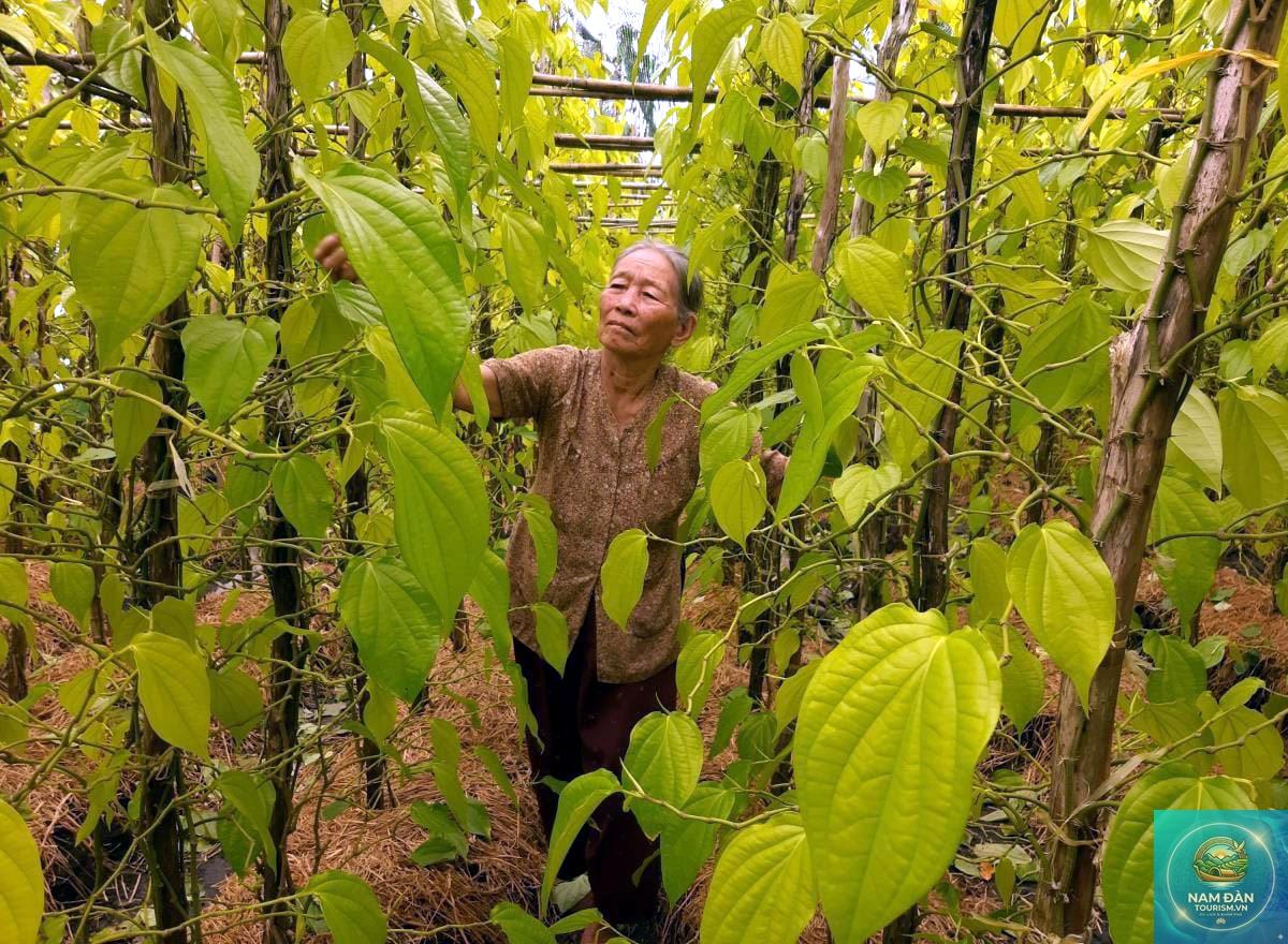 làng nghề rượu truyền thống hậu giang - Hình 5