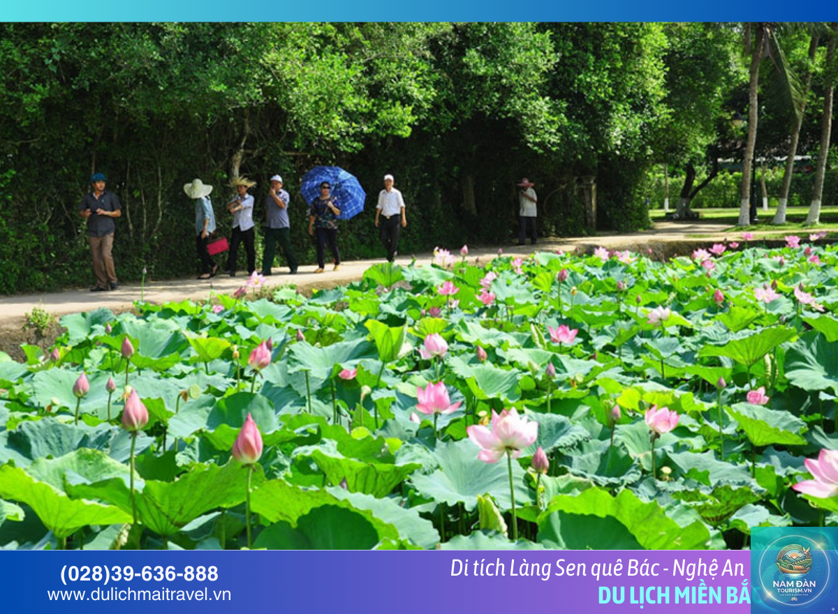 làng sen nghệ an tham quan gì - Hình 5