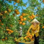 Trải Nghiệm Miệt Vườn Cù Lao An Bình – Thiên Đường Sông Nước Giữa Lòng Tiền Giang miệt vườn cù lao an bình