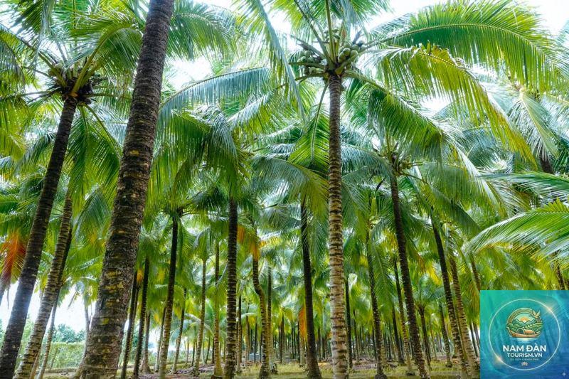 miệt vườn cù lao dừa - Hình 5