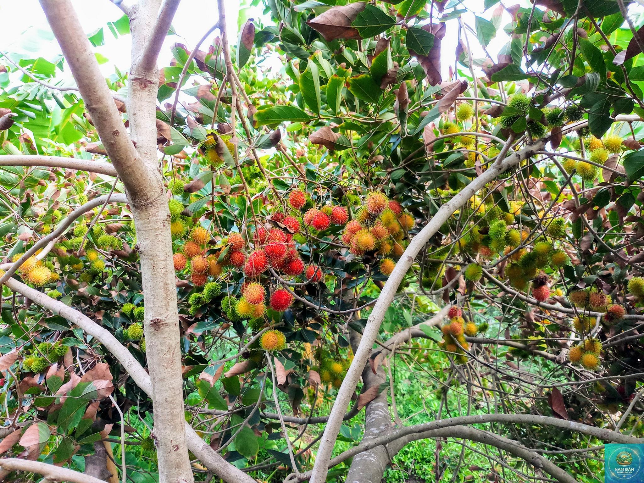 miệt vườn cù lao mây - Hình 4
