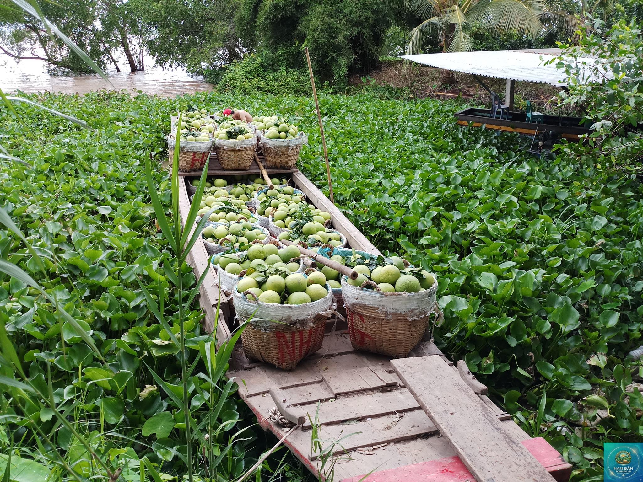 miệt vườn cù lao mây - Hình 5