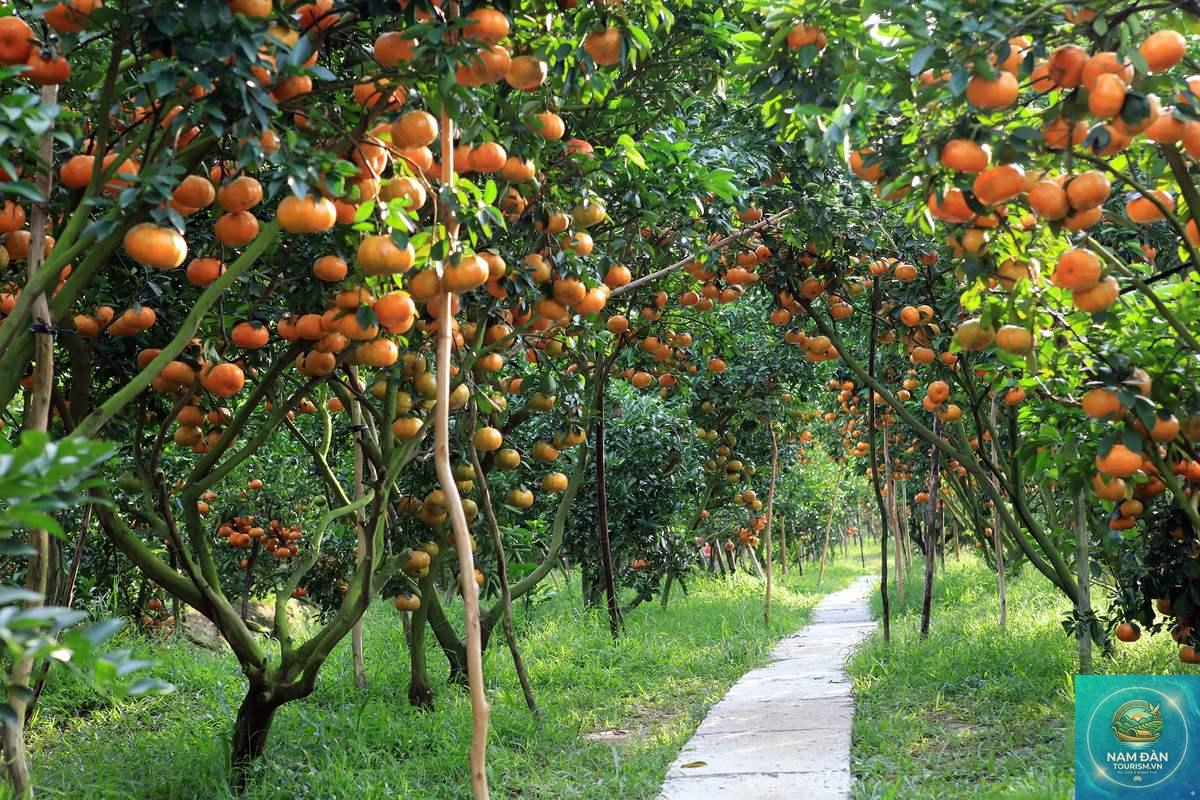 miệt vườn vĩnh long - Hình 3