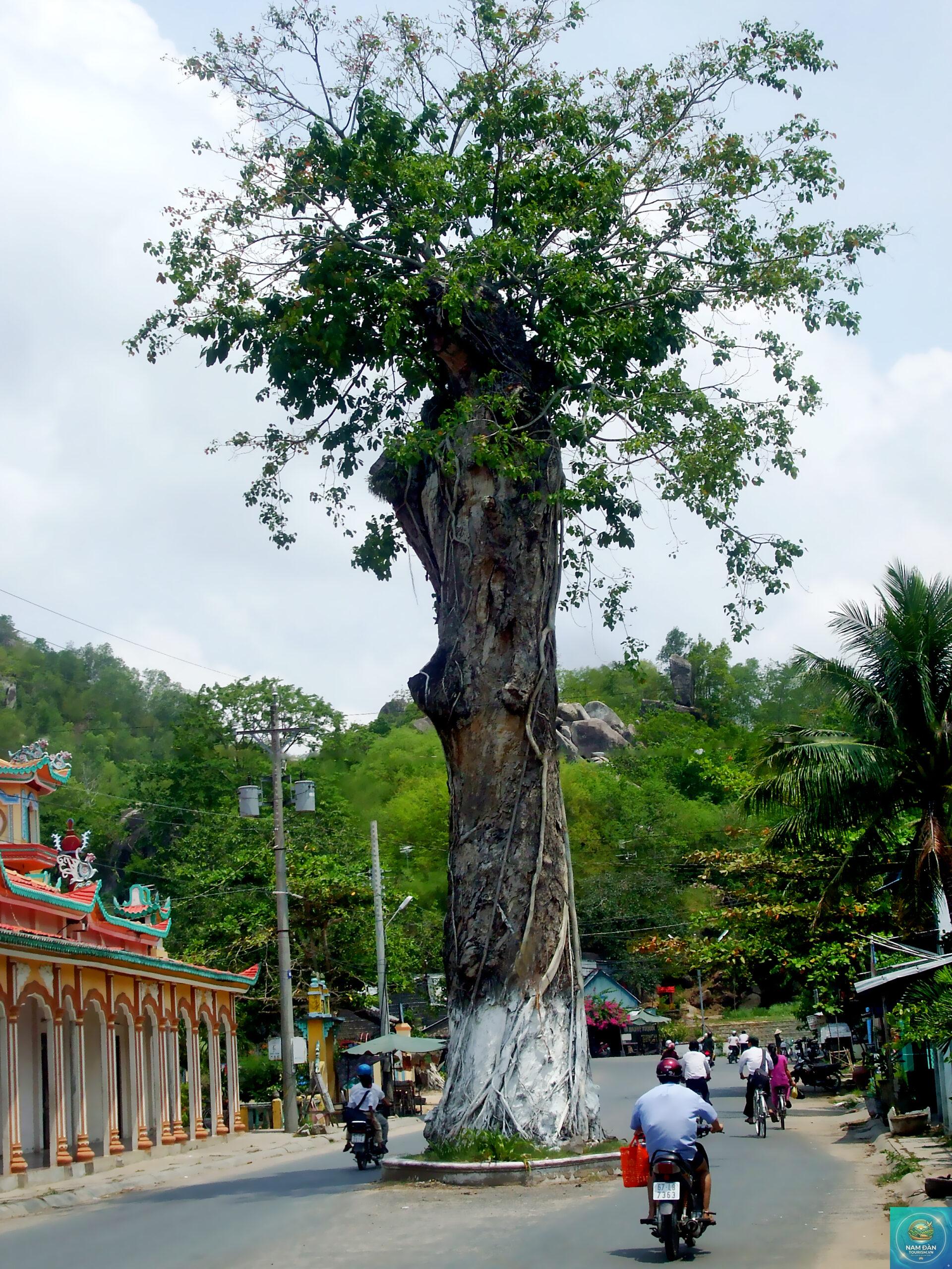 núi tượng - Hình 2