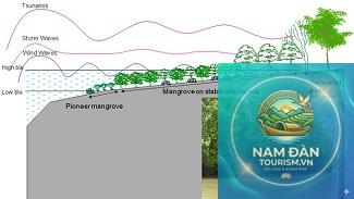 rừng ngập mặn gò công đông - Hình 4