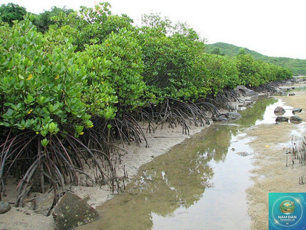 rừng ngập mặn tân thành