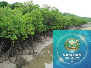 rừng ngập mặn tân thành